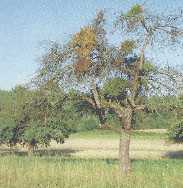 Misteln gefährden Obstbäume – Wissenswertes – Situation – Problematik – Bekämpfung