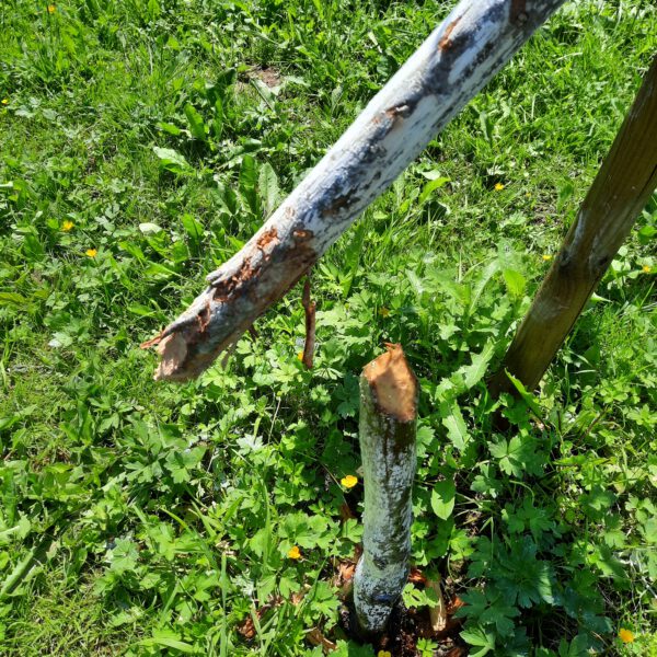 Biberbiss am Wolfsbach