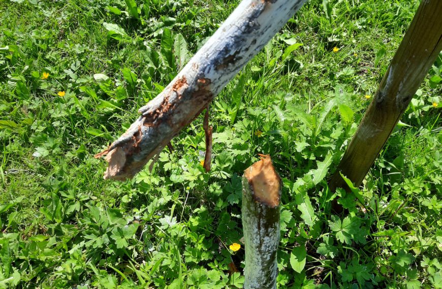 Biberbiss am Wolfsbach