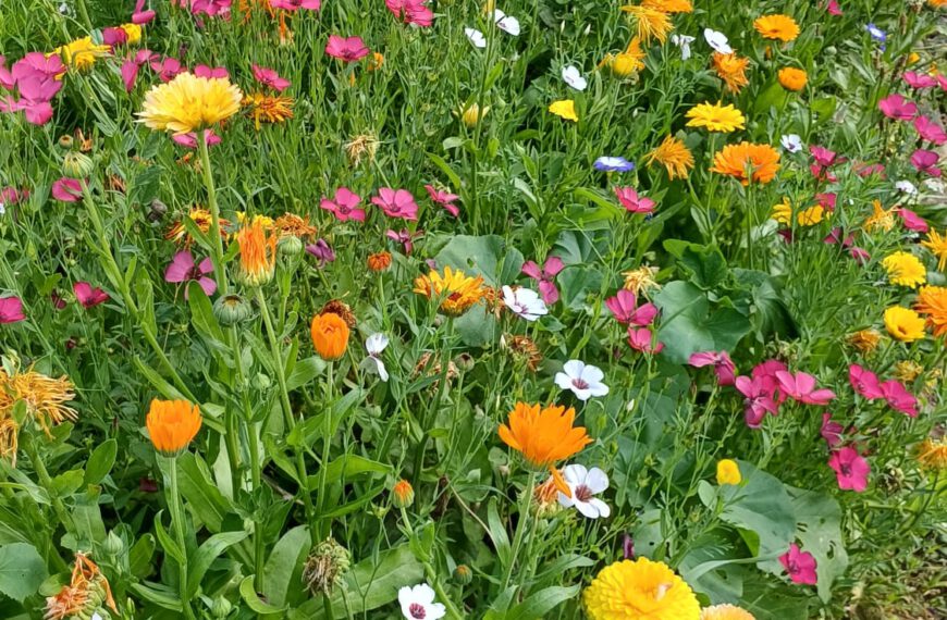 Unsere Blühstreifen – und wie sie blühen!