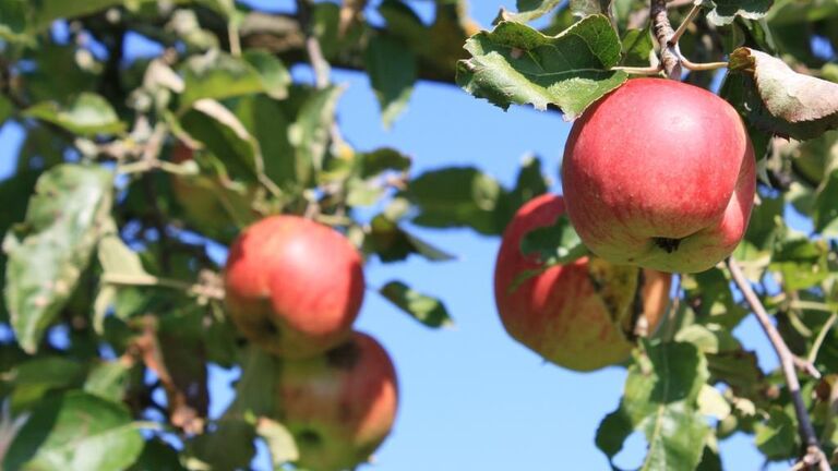 Streuobstwiesenrichtlinie: Förderung für Streuobstwiesen, Obstbaumpflanzungen, Baumpflege und Ernte