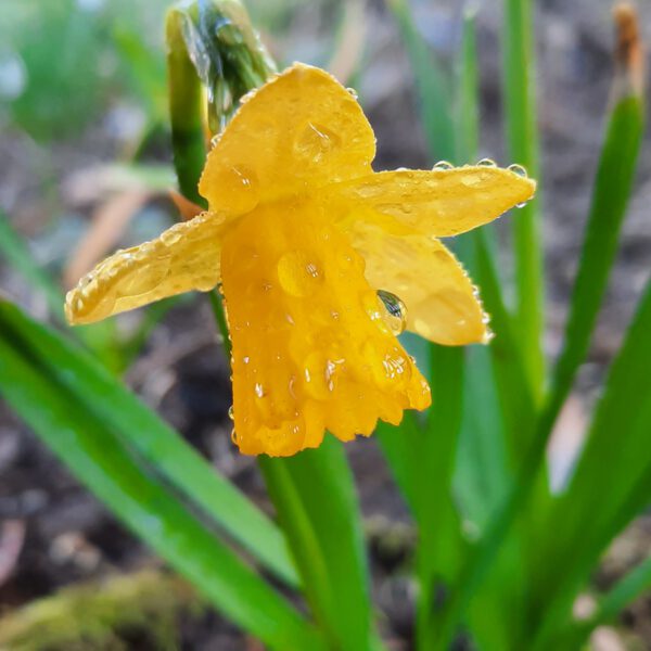 Frühlingsbilder